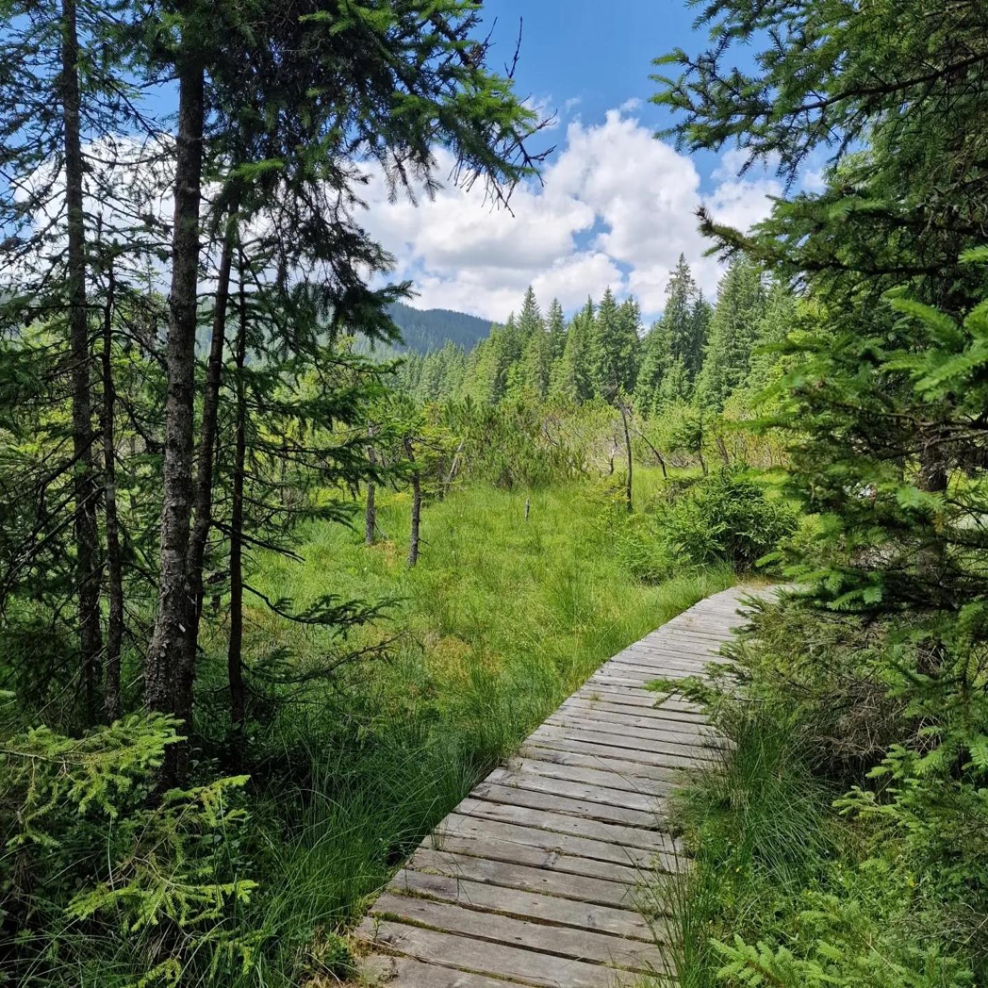 Forest Apartments Pokljuka Zgornje Gorje Dış mekan fotoğraf