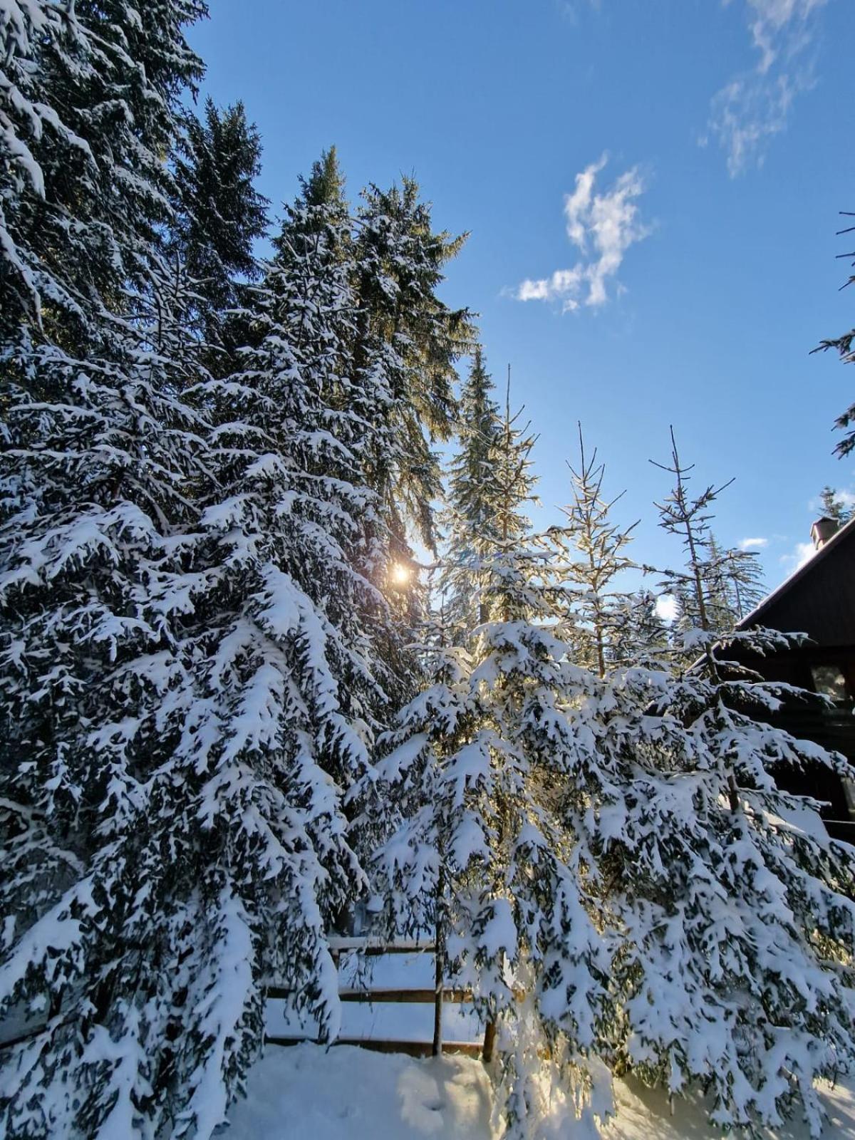 Forest Apartments Pokljuka Zgornje Gorje Dış mekan fotoğraf