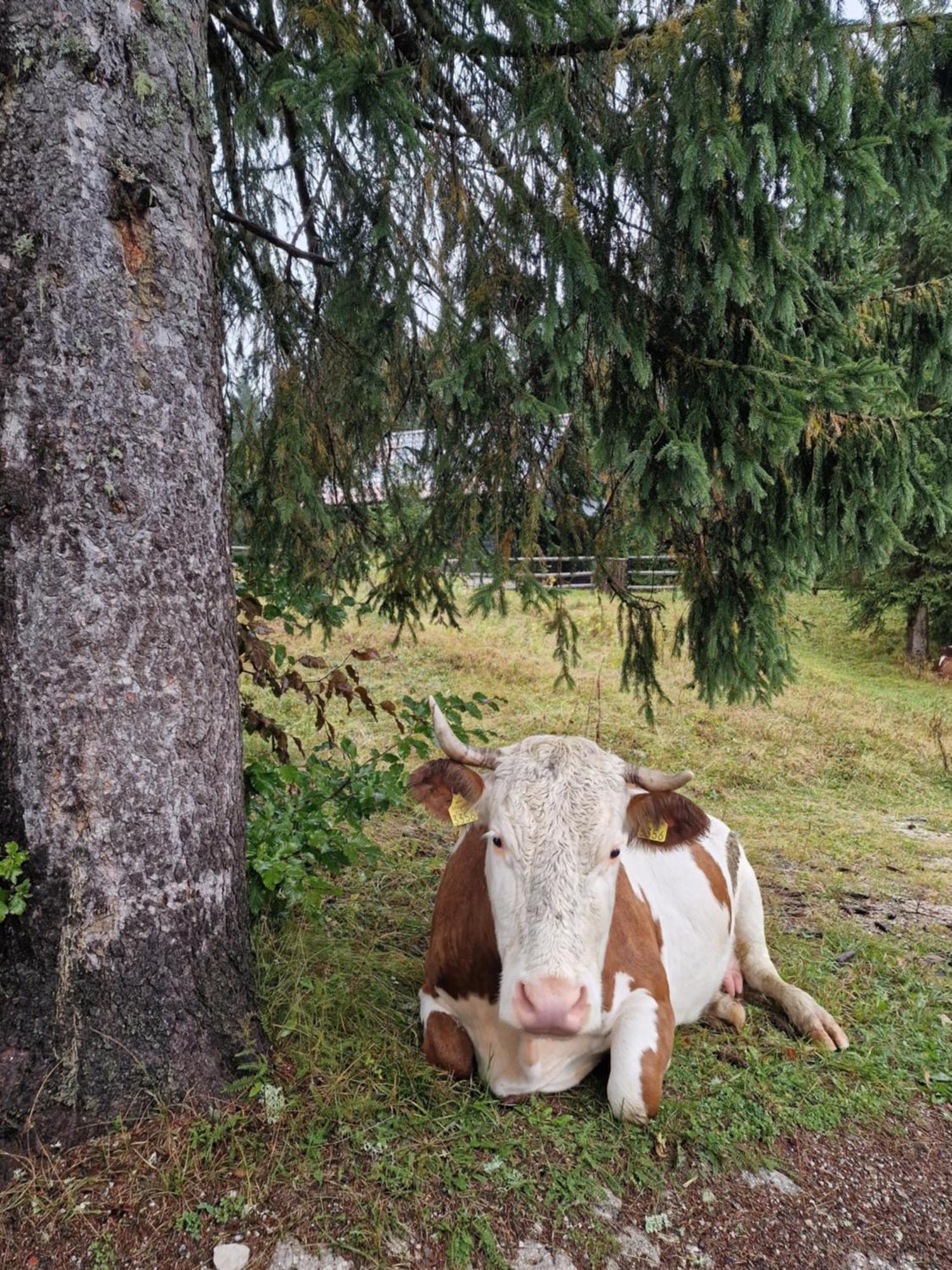 Forest Apartments Pokljuka Zgornje Gorje Dış mekan fotoğraf