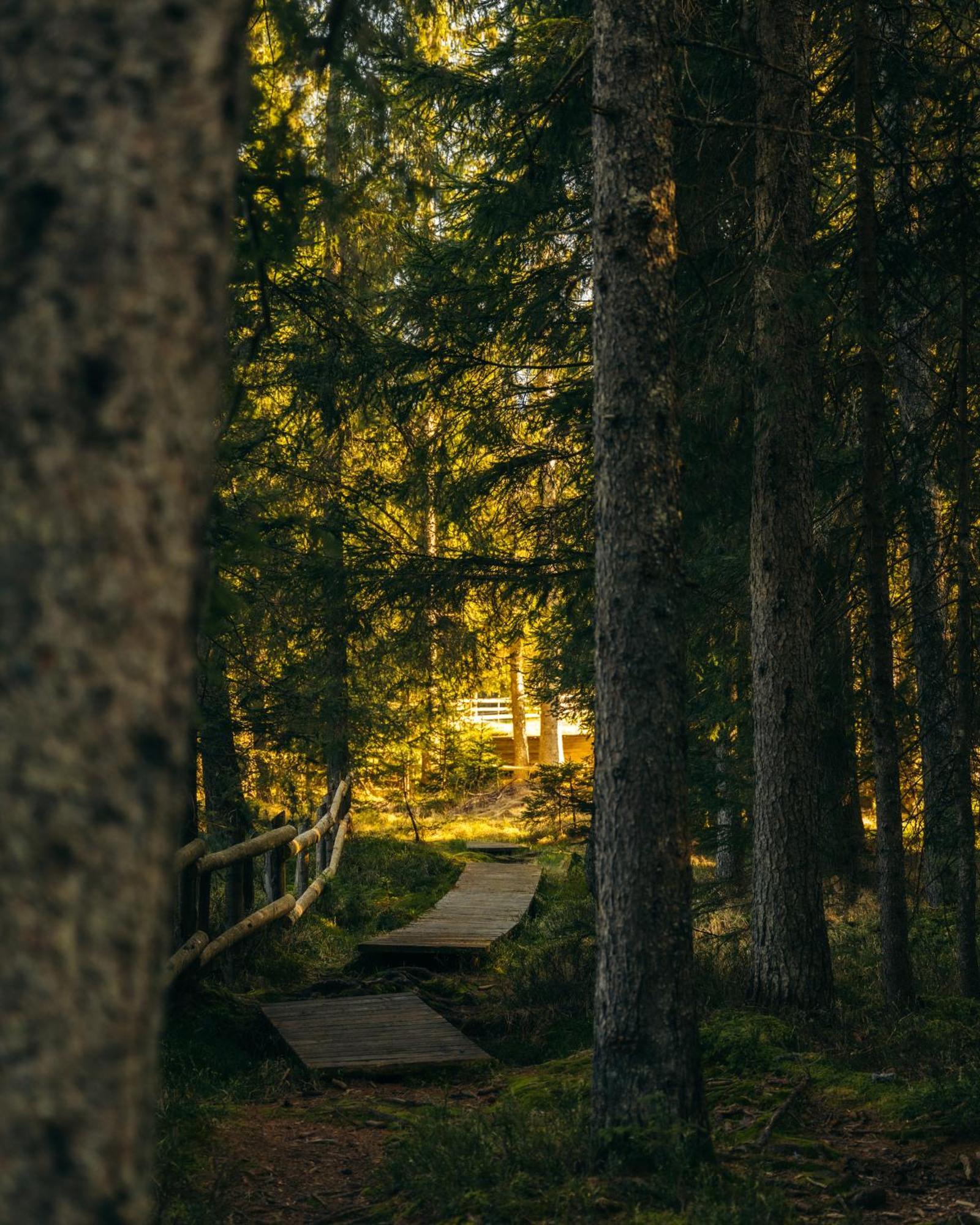 Forest Apartments Pokljuka Zgornje Gorje Dış mekan fotoğraf