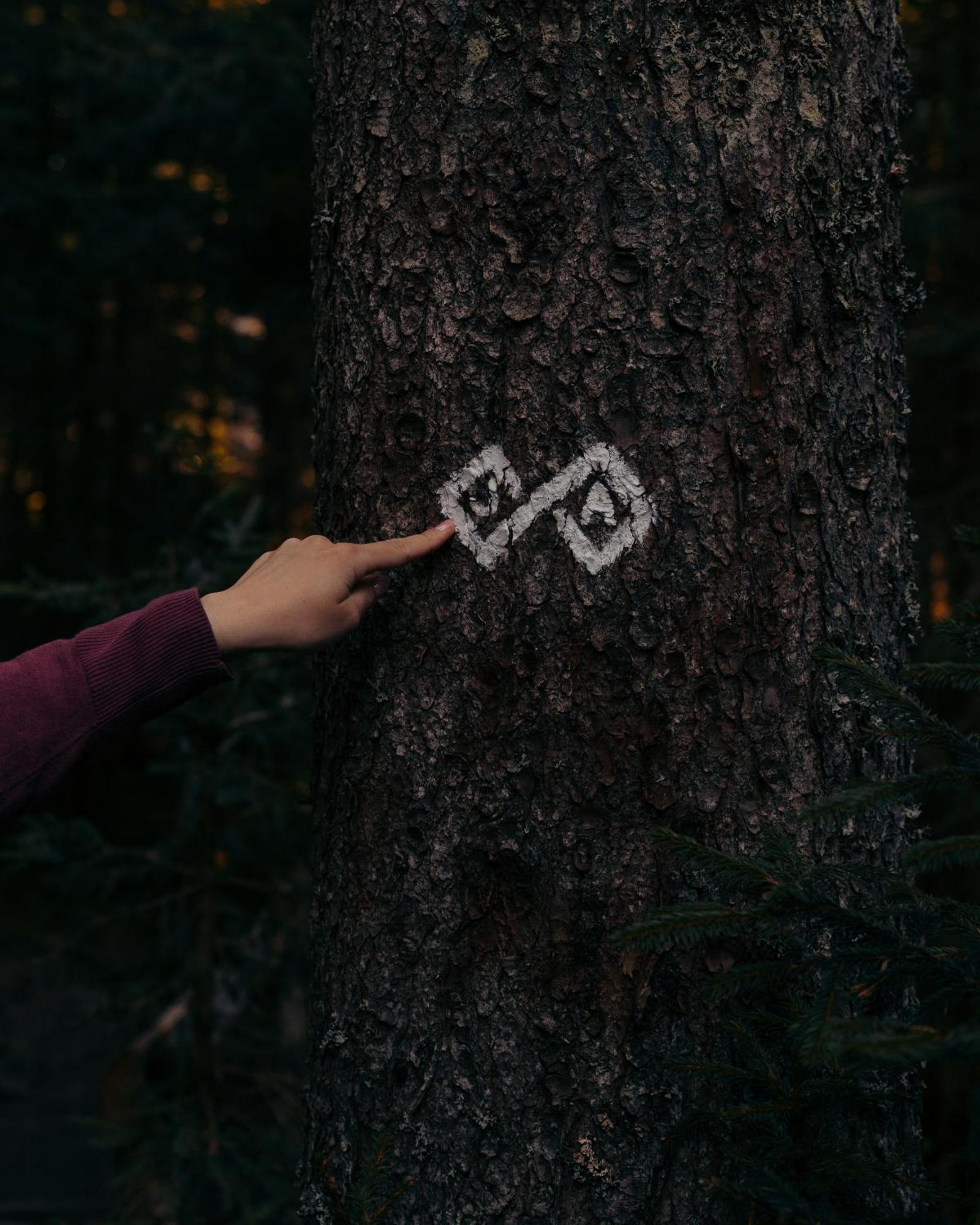 Forest Apartments Pokljuka Zgornje Gorje Dış mekan fotoğraf